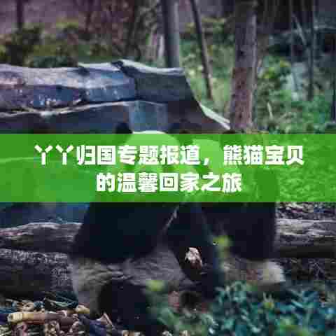 丫丫归国专题报道,熊猫宝贝的温馨回家之旅