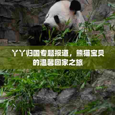 丫丫归国专题报道,熊猫宝贝的温馨回家之旅