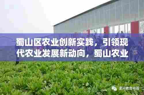 蜀山区农业创新实践，引领现代农业发展新动向，蜀山农业新闻头条速递