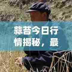 蒜苔今日行情揭秘，最新价格视频、市场动态与种植户真实声音