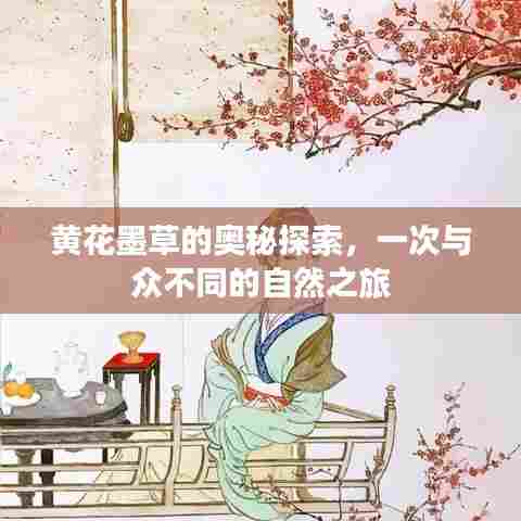 黄花墨草的奥秘探索，一次与众不同的自然之旅