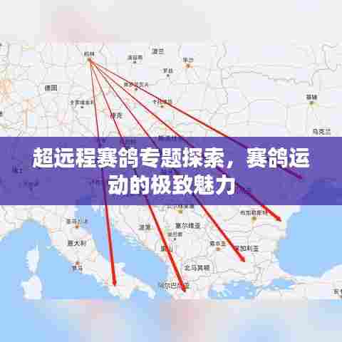 超远程赛鸽专题探索，赛鸽运动的极致魅力