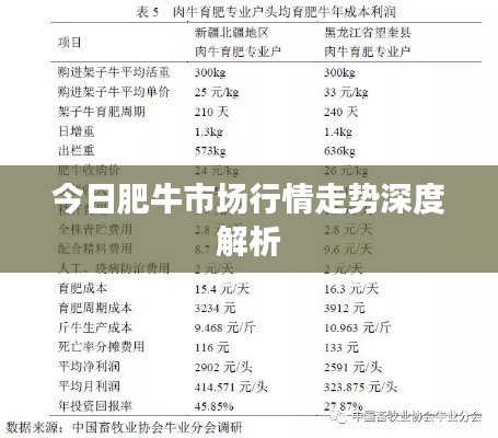 今日肥牛市场行情走势深度解析