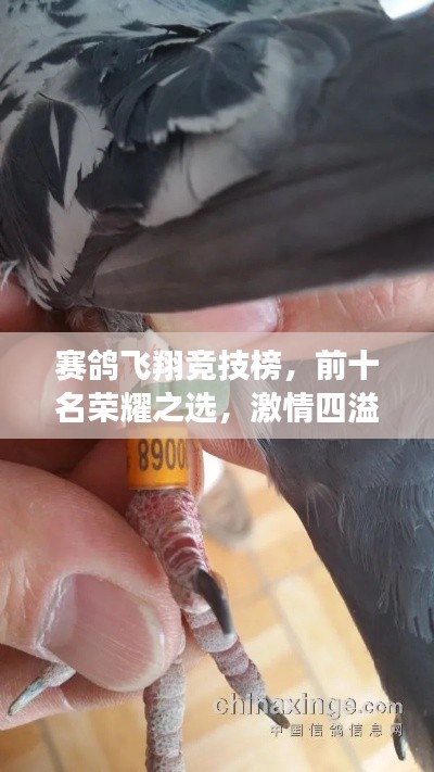 赛鸽飞翔竞技榜,前十名荣耀之选,激情四溢的飞翔传奇