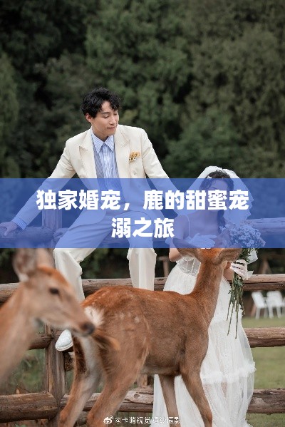 独家婚宠,鹿的甜蜜宠溺之旅