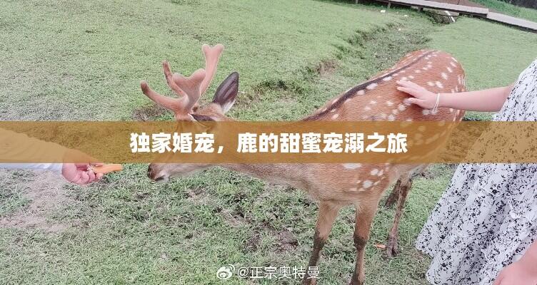 独家婚宠,鹿的甜蜜宠溺之旅