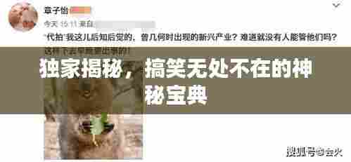 独家揭秘,搞笑无处不在的神秘宝典