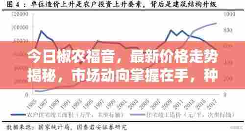 今日椒农福音，最新价格走势揭秘，市场动向掌握在手，种植户应对策略全攻略！