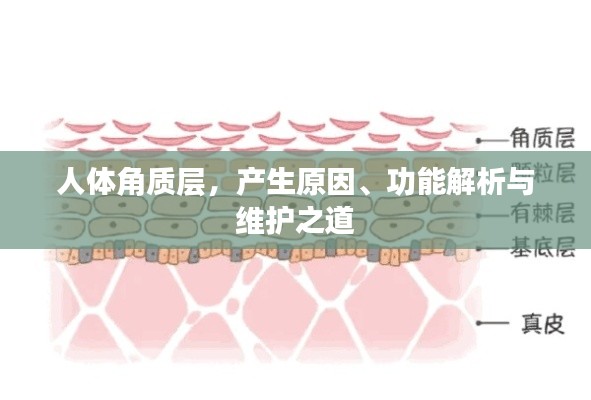 人体角质层，产生原因、功能解析与维护之道