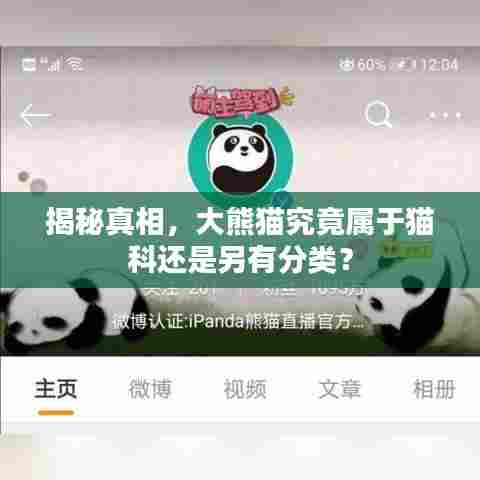 揭秘真相，大熊猫究竟属于猫科还是另有分类？