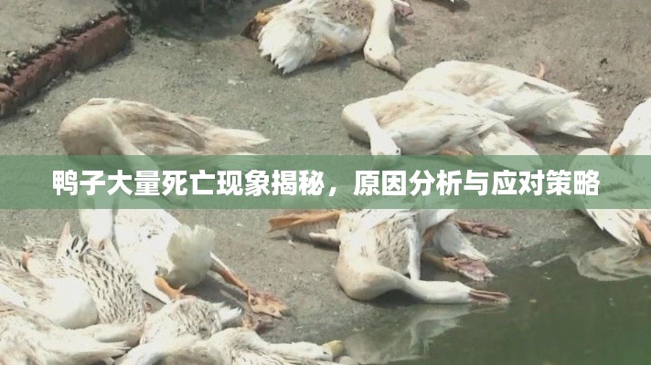 鸭子大量死亡现象揭秘，原因分析与应对策略