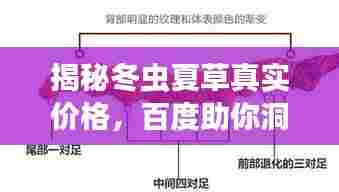 揭秘冬虫夏草真实价格，百度助你洞悉行情！