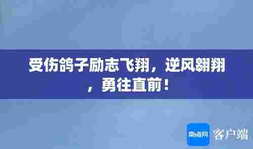 受伤鸽子励志飞翔,逆风翱翔,勇往直前!