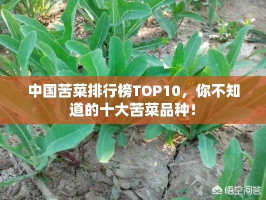 中国苦菜排行榜TOP10，你不知道的十大苦菜品种！
