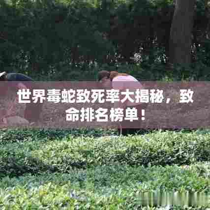 世界毒蛇致死率大揭秘，致命排名榜单！