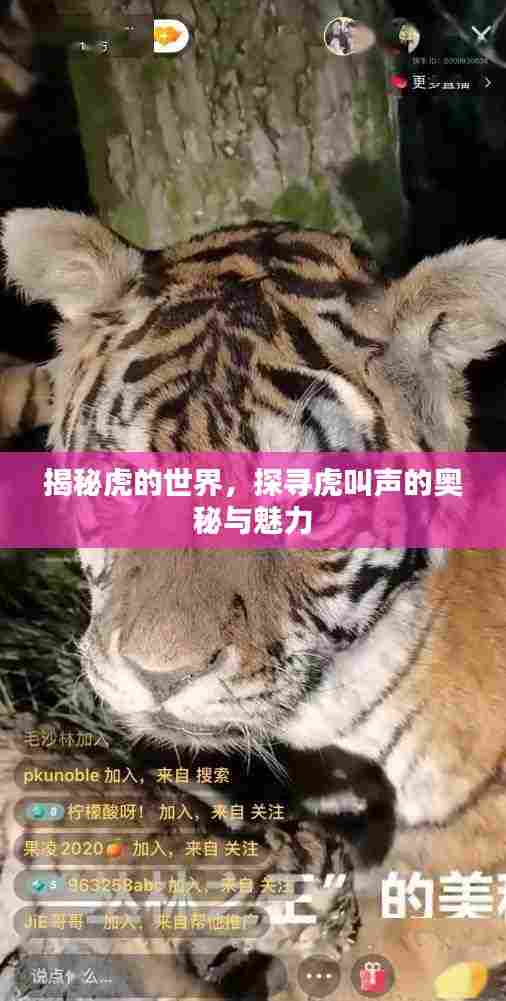 揭秘虎的世界，探寻虎叫声的奥秘与魅力