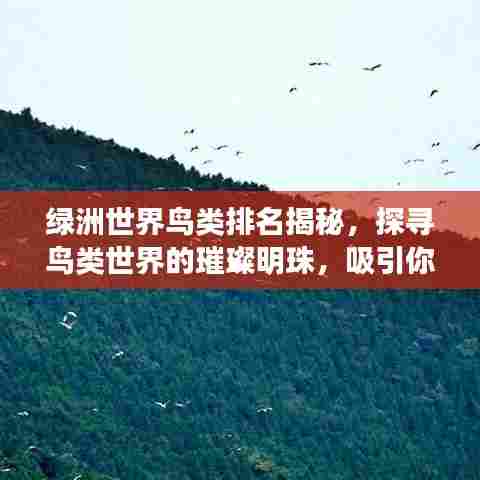 绿洲世界鸟类排名揭秘，探寻鸟类世界的璀璨明珠，吸引你的目光！