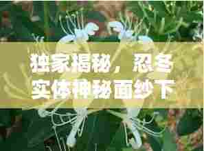 独家揭秘，忍冬实体神秘面纱下的独家番外！