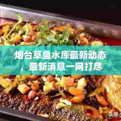 烟台草鱼水库最新动态，最新消息一网打尽