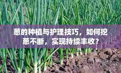 葱的种植与护理技巧，如何挖葱不断，实现持续丰收？