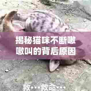 揭秘猫咪不断嗷嗷叫的背后原因！