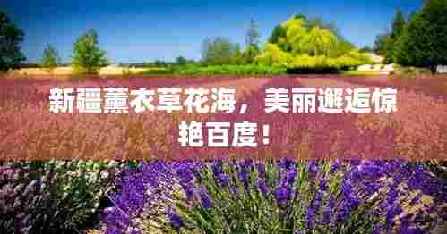 新疆薰衣草花海,美丽邂逅惊艳百度!