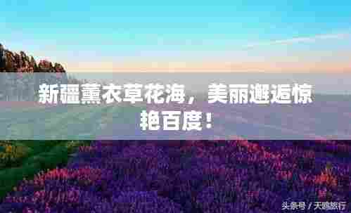 新疆薰衣草花海，美丽邂逅惊艳百度！