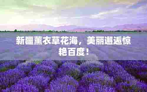 新疆薰衣草花海,美丽邂逅惊艳百度!