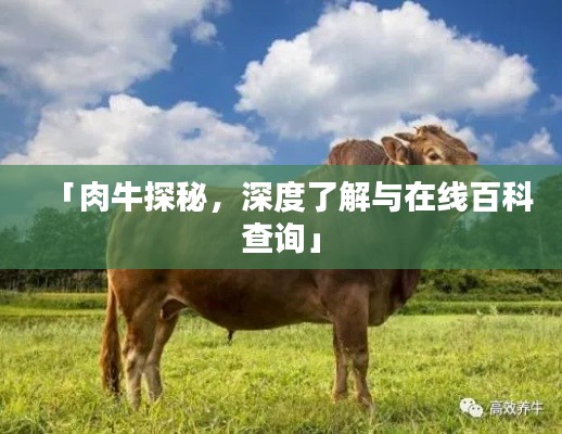 「肉牛探秘，深度了解与在线百科查询」