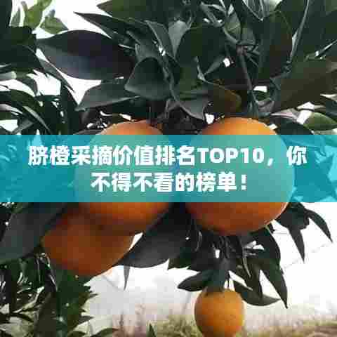 脐橙采摘价值排名TOP10,你不得不看的榜单!