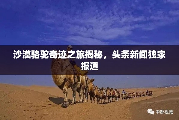 沙漠骆驼奇迹之旅揭秘，头条新闻独家报道