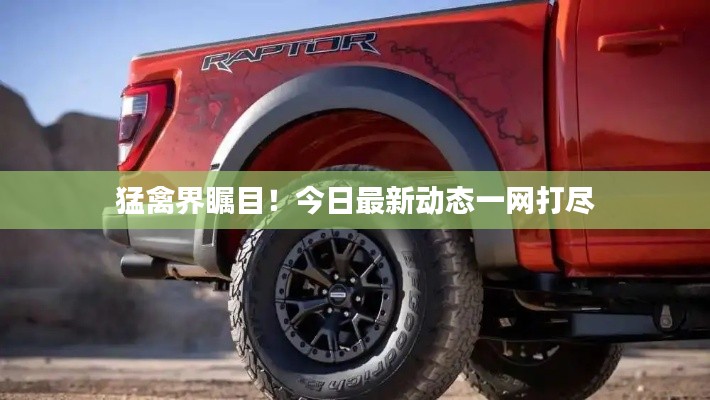 猛禽界瞩目！今日最新动态一网打尽
