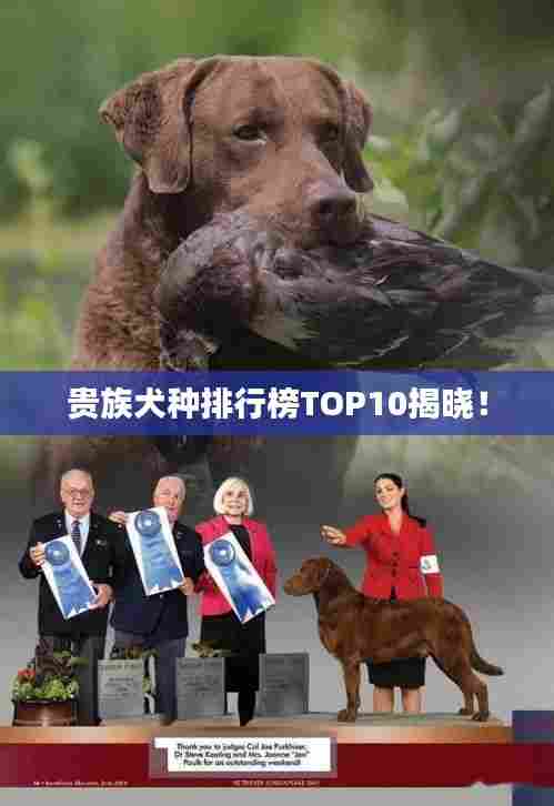 贵族犬种排行榜TOP10揭晓！