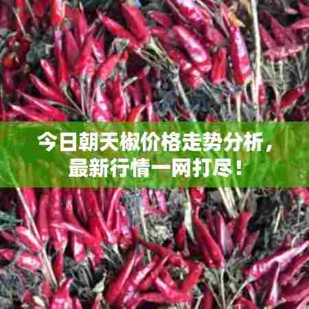今日朝天椒价格走势分析,最新行情一网打尽!