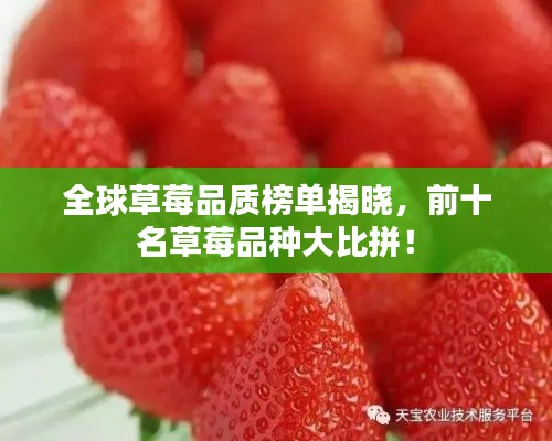 全球草莓品质榜单揭晓，前十名草莓品种大比拼！