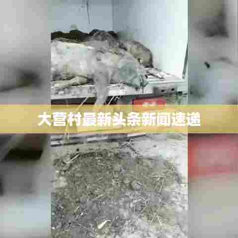 大营村最新头条新闻速递