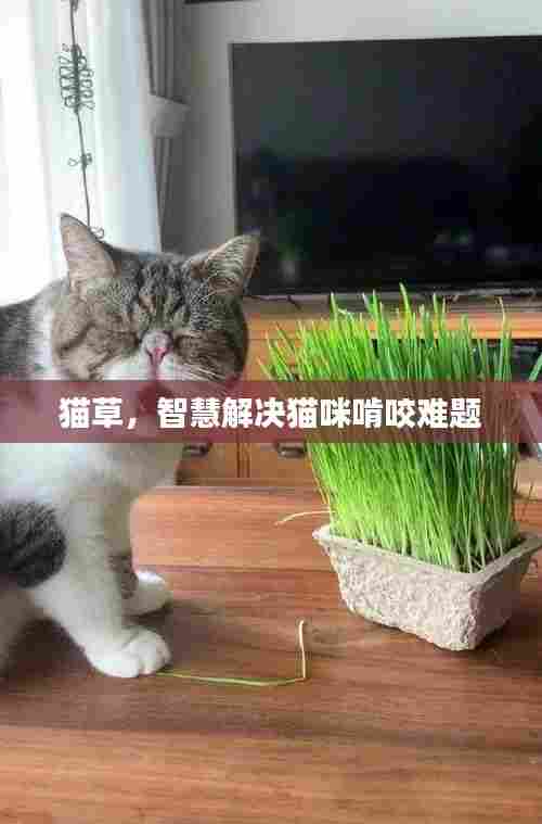 猫草，智慧解决猫咪啃咬难题