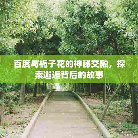 百度与栀子花的神秘交融,探索邂逅背后的故事