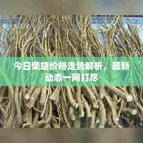 今日柴胡价格走势解析，最新动态一网打尽