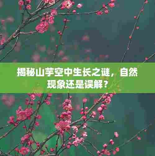 揭秘山芋空中生长之谜,自然现象还是误解?