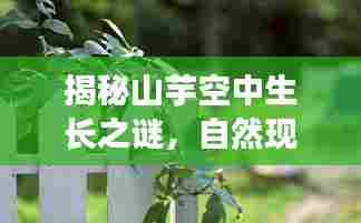 揭秘山芋空中生长之谜，自然现象还是误解？