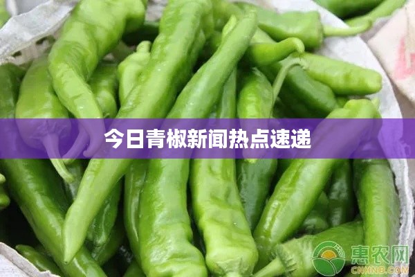 今日青椒新闻热点速递