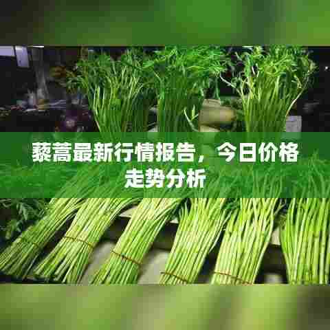 藜蒿最新行情报告，今日价格走势分析