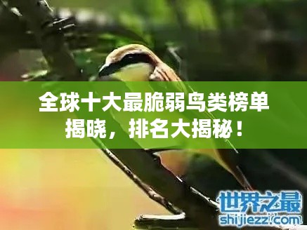 全球十大最脆弱鸟类榜单揭晓，排名大揭秘！