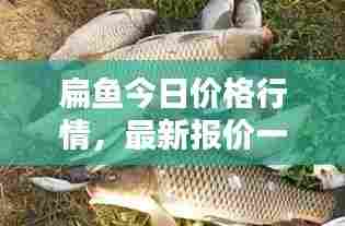 扁鱼今日价格行情,最新报价一网打尽!