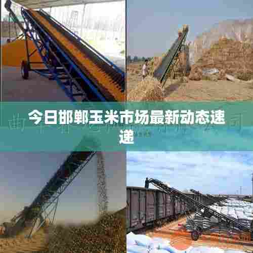 今日邯郸玉米市场最新动态速递