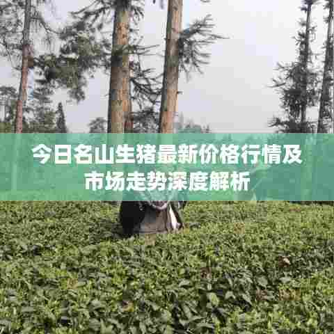 今日名山生猪最新价格行情及市场走势深度解析