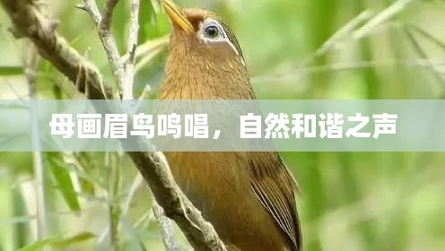 母画眉鸟鸣唱，自然和谐之声