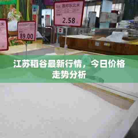 江苏稻谷最新行情，今日价格走势分析
