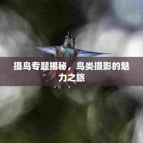摄鸟专题揭秘，鸟类摄影的魅力之旅